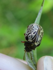 Calligrapha philadelphica