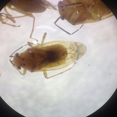 Tropidosteptes chapingoensis