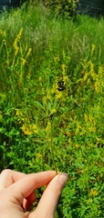 Melilotus officinalis