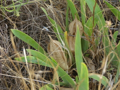 Iris pseudopumila