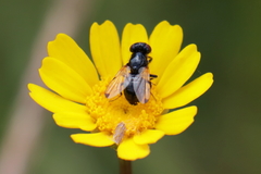 Ulidia apicalis