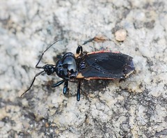 Ectrychotes andreae