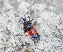 Ectrychotes andreae