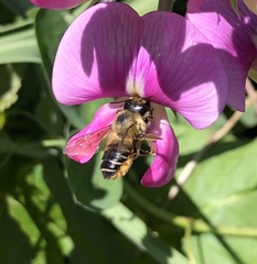 Megachile frigida
