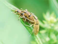 Lixus impressiventris