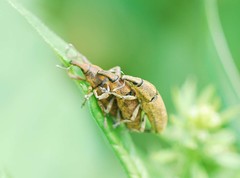 Lixus impressiventris