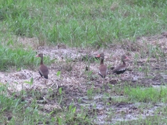 Dendrocygna autumnalis