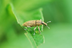 Lixus impressiventris