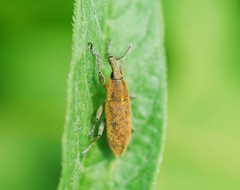 Lixus impressiventris