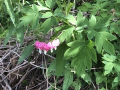 Lamprocapnos spectabilis
