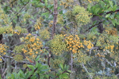 Teloschistes exilis