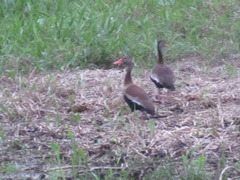 Dendrocygna autumnalis