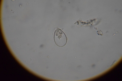 Euglypha