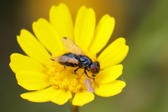 Ulidia apicalis