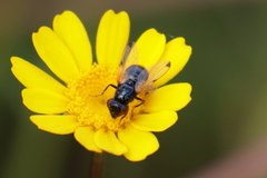Ulidia apicalis