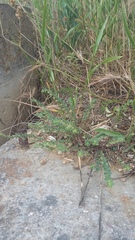 Andrachne telephioides