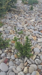 Tournefortia sibirica