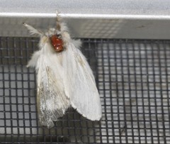 Trichiocercus sparshalli