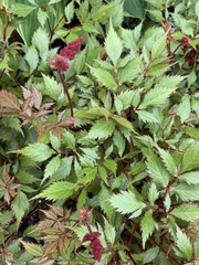 Astilbe japonica
