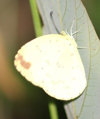 Eurema hecabe solifera