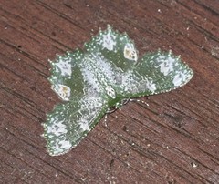 Eucyclodes fascinans