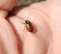Cryptocephalus octopunctatus