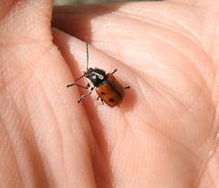 Cryptocephalus octopunctatus