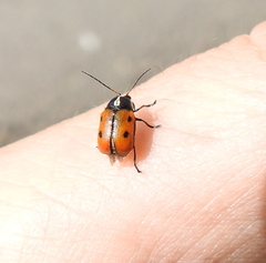 Cryptocephalus octopunctatus