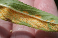 Puccinia pulverulenta