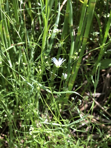 Meadow starwort (Stellaria palustris)