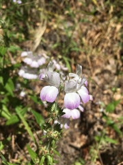 Collinsia