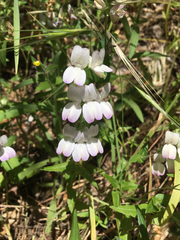 Collinsia