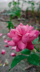 Rosa chinensis