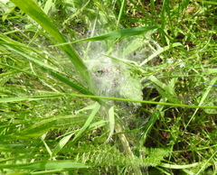 Agelena labyrinthica