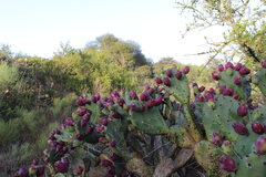 Opuntia megapotamica