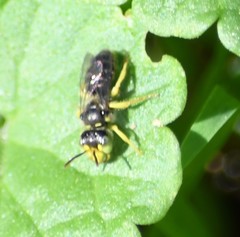 Calliopsis andreniformis