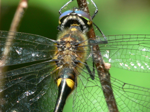 Racket-tailed Emerald photo 5
