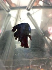 Betta splendens
