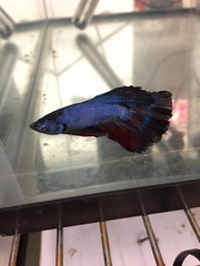 Betta splendens