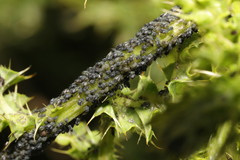 Aphis fabae cirsiiacanthoidis