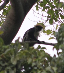 Piliocolobus gordonorum