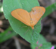 Eudulini