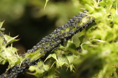 Aphis fabae cirsiiacanthoidis
