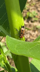 Tetraopes tetrophthalmus