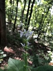 Stachys eplingii