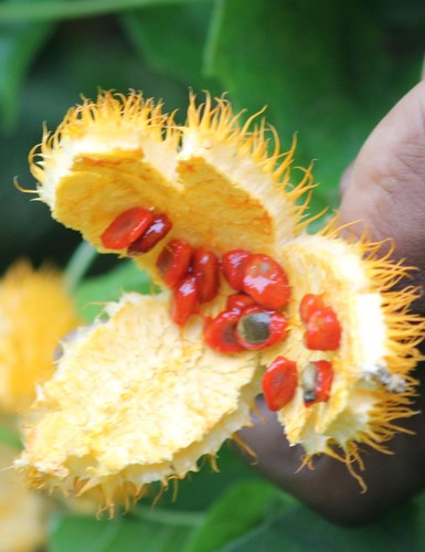 Momordica foetida