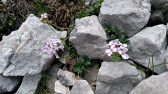 Noccaea rotundifolia