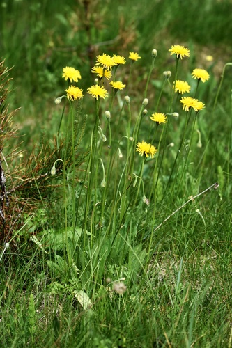 Vienagraižė snaudalė nuotrauka