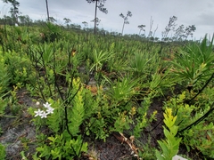 Asclepias feayi image