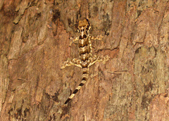 Gekko horsfieldii